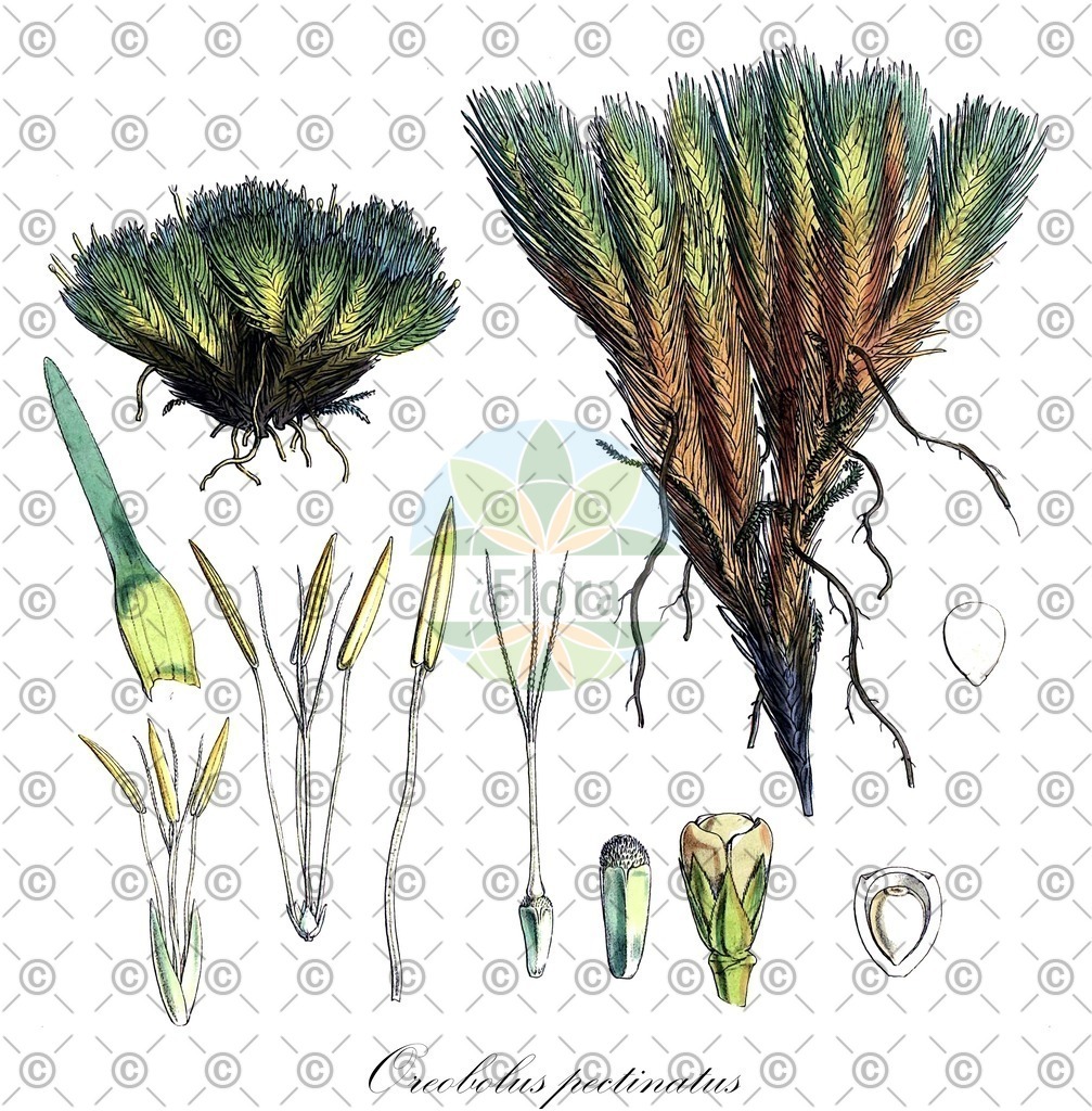 HistAbb_wfo-0001228913_1_ENZY_Simple | Historische Abbildung von Oreobolus pectinatus - Cyperaceae | Historical Illustration of Oreobolus pectinatus - Cyperaceae