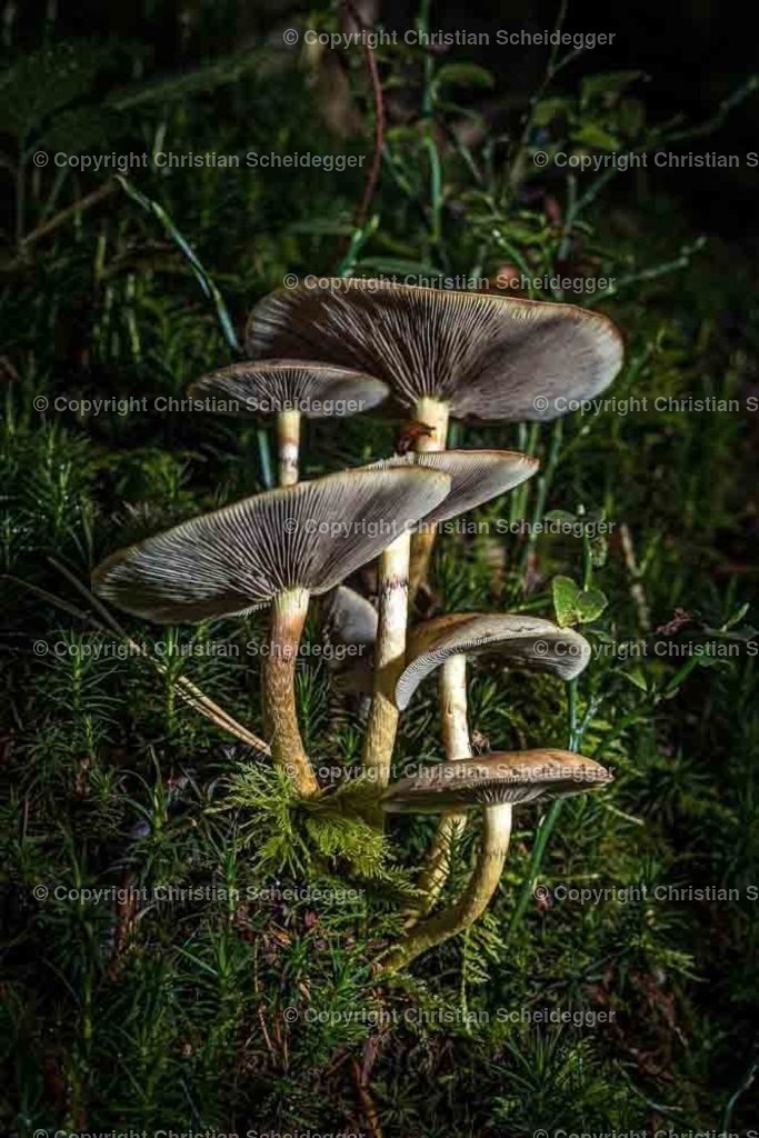 PICTR-A6404876 | Schöne Fotoprints und andere Fotobilderprodukte, frei konfigurierbar - Realisiert mit Pictrs.com