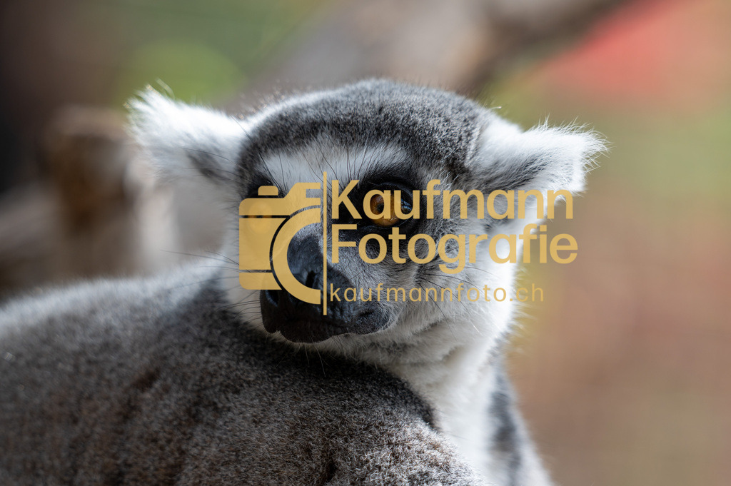 Jungle_Park_def-5407 | kaufmannfoto - Realisiert mit Pictrs.com