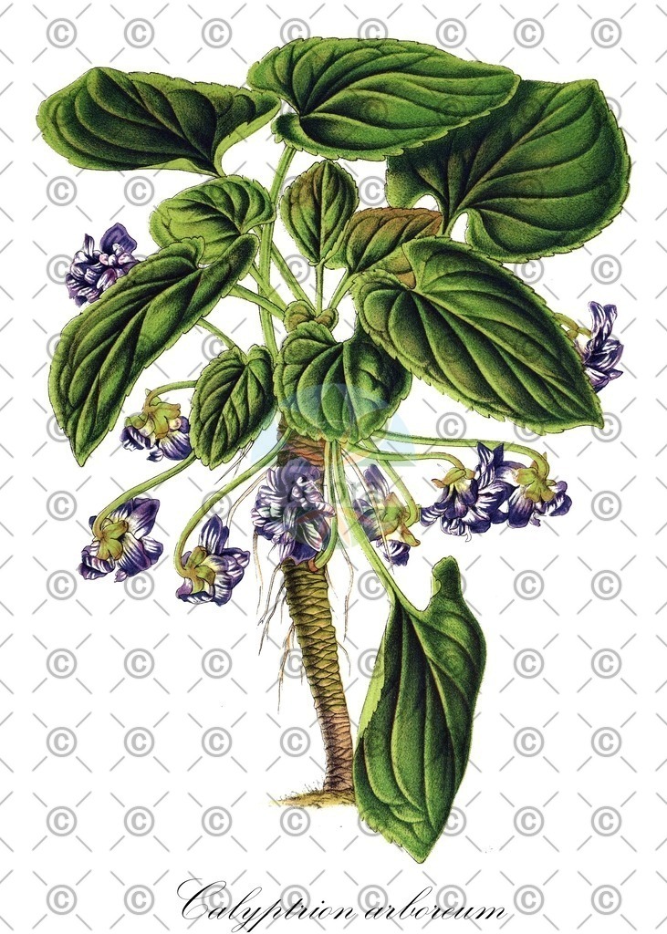HistAbb_wfo-0001341498_2_ENZY_Simple | Historische Abbildung von Calyptrion arboreum - Violaceae | Historical Illustration of Calyptrion arboreum - Violaceae
