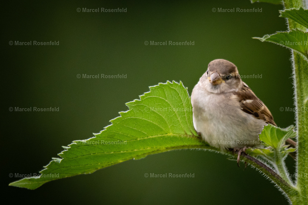 _DSC9976 | foto-rosenfeld