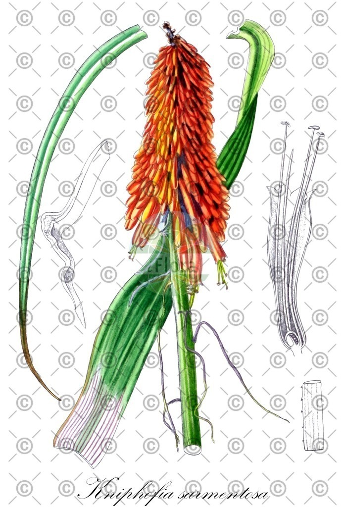 HistAbb_wfo-0001423713_1_ENZY_Simple | Historische Abbildung von Kniphofia sarmentosa - Asphodelaceae | Historical Illustration of Kniphofia sarmentosa - Asphodelaceae