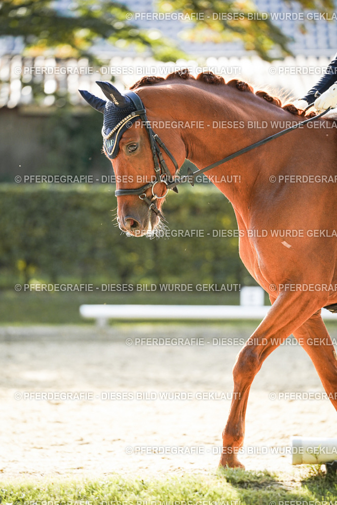 DSC07382 | Pferdegrafie