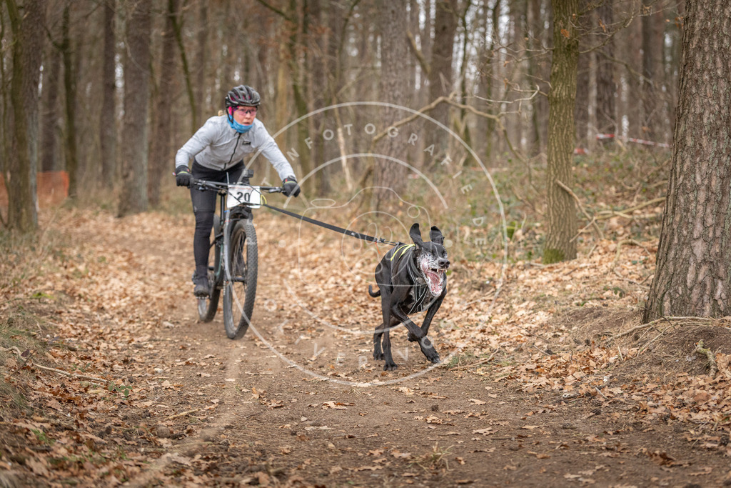 Pfotenfotografie_DV3A7449 | Hundefotografie, Tierfotograf, Pfotenfotografie, Fotoshooting Hund, Hunde Portrait, Hundesport, Hundeportraits, Heideshooting, Hunde, Sportfotograf, Hundefotograf, Turnierhundsport, THS,  - Realisiert mit Pictrs.com