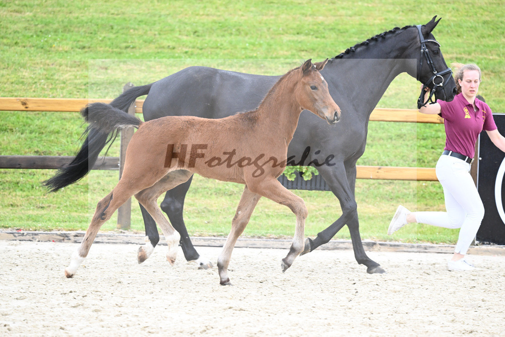 Kat-Nr. 61 HF DSP Va Bene_Geyer_17231573 | hf-fotografie - Realisiert mit Pictrs.com