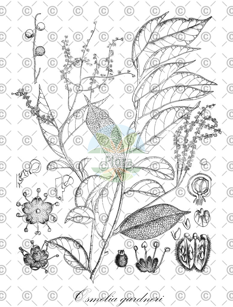 HistAbb_wfo-0000261366_1_ENZY_Simple | Historische Abbildung von Osmelia gardneri - Salicaceae | Historical Illustration of Osmelia gardneri - Salicaceae