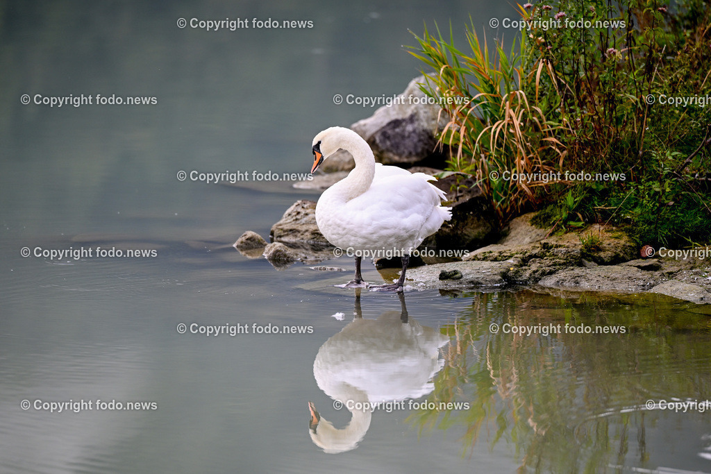 Schwan_ 24.10.2025-2 | 24.10.2025, Linz, AUT, Schwan, im Bild Themenbild, Schwan, See, Spiegelung, Wasser, Ufer, Natur, Ruhe, Herbst, Steine, Pflanzen, Wildtier, Idylle, Tierfotografie, Morgendaemmerung, friedlich, Feature, Symbolbild