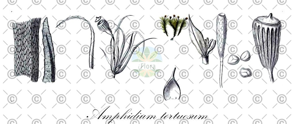 HistAbb_wfo-0001146716_1_ENZY_Simple | Historische Abbildung von Amphidium tortuosum - Amphidiaceae | Historical Illustration of Amphidium tortuosum - Amphidiaceae