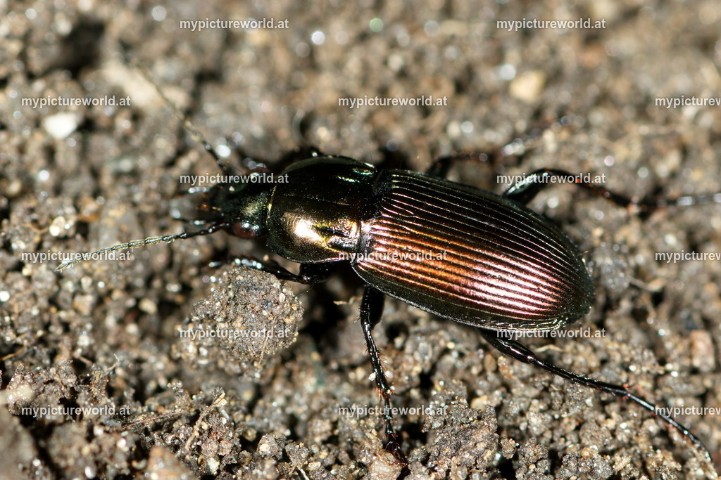 Poecilus versicolor-004 | Das Bilderarchiv über Tiere, Planzen und Landschaften. In der Bilddatenbank finden Sie ein große Auswahl an hochwertigen Bilder für Ihre Werbung - Realisiert mit Pictrs.com