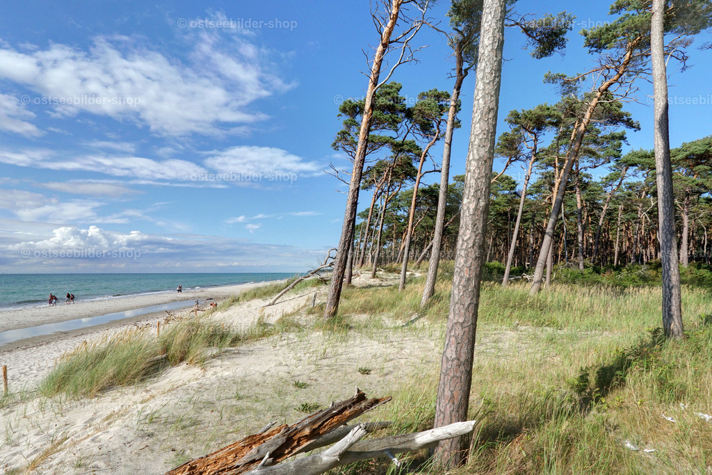 Windflüchter auf Sanddüne | Entlang der Ostseeküste sind sie ein echter Blickfang. Die schräg gewachsenen Windflüchter neigen sich vom rauhen Seewind weg. Das verleiht ihnen ihre unverwechselbare, malerische Form.