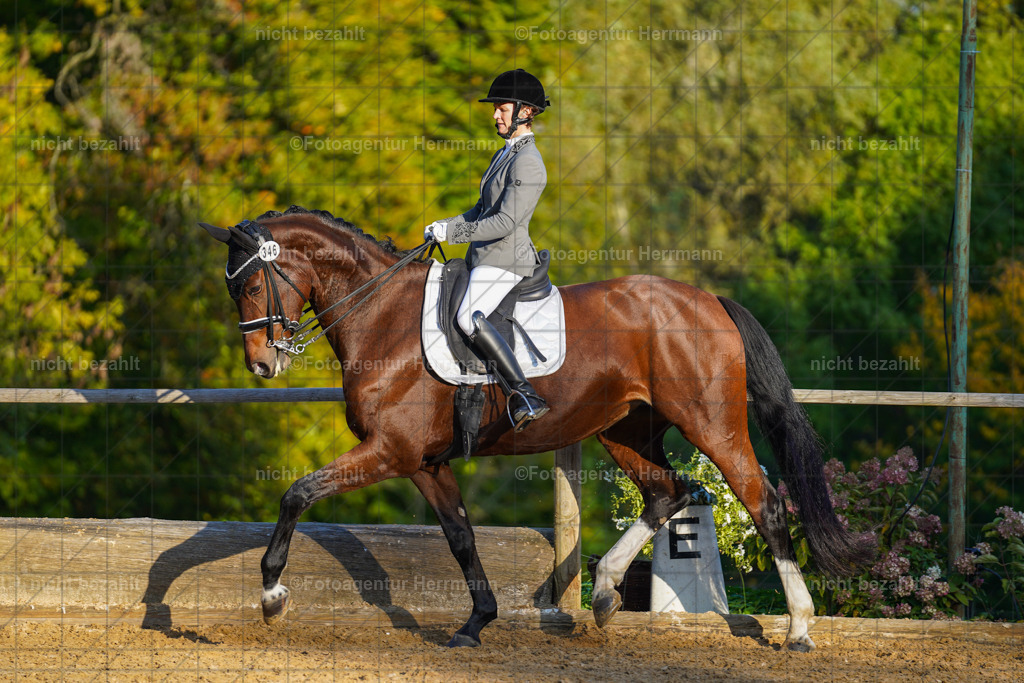 20221007-FAH00378 | Diessen am Ammersee, 2022, Dressur- und Springturnier, Reitsportbilder, Turnierfotografen Bayern, Pferdefotografen, Fotoagentur Herrmann, Turnierbilder