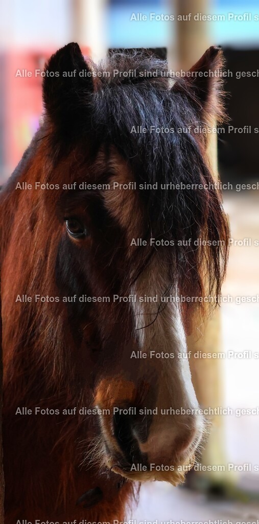 20240316140259_0C4A3494-01_5 | krollfotografie - Realisiert mit Pictrs.com