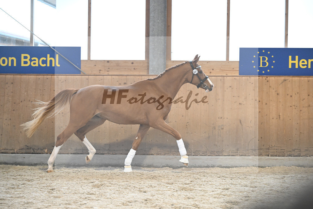 Kat-Nr. 61 Dexter v. Dimaggio Black_Hoffmann_5252204 | hf-fotografie - Realizzato con Pictrs.com