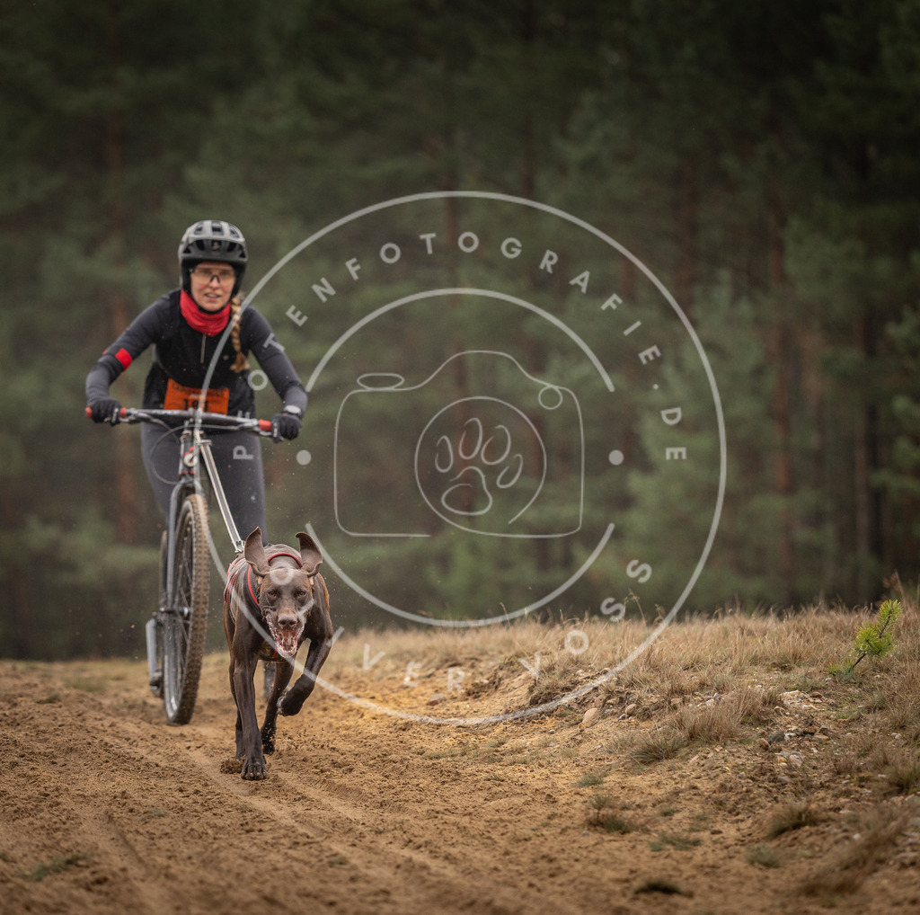 Pfotenfotografie_DV3A4710 | Hundefotografie, Tierfotograf, Pfotenfotografie, Fotoshooting Hund, Hunde Portrait, Hundesport, Hundeportraits, Heideshooting, Hunde, Sportfotograf, Hundefotograf, Turnierhundsport, THS,  - Realisiert mit Pictrs.com