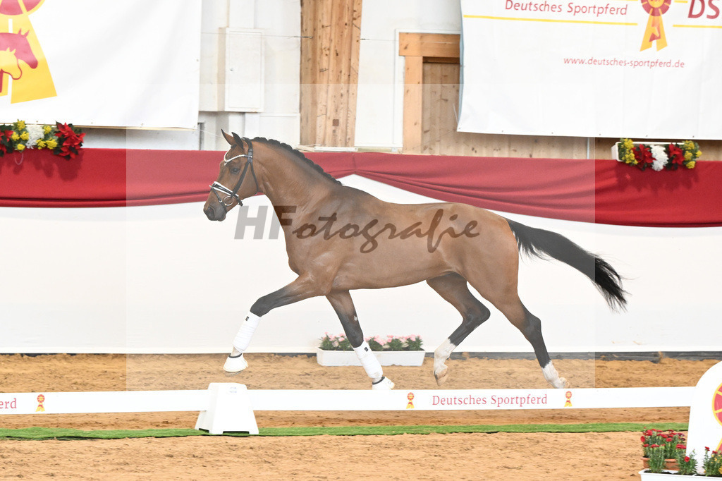 Kat-Nr. 58 Vitalis x Quaterback_Molcan_43230888 | hf-fotografie - Realisiert mit Pictrs.com