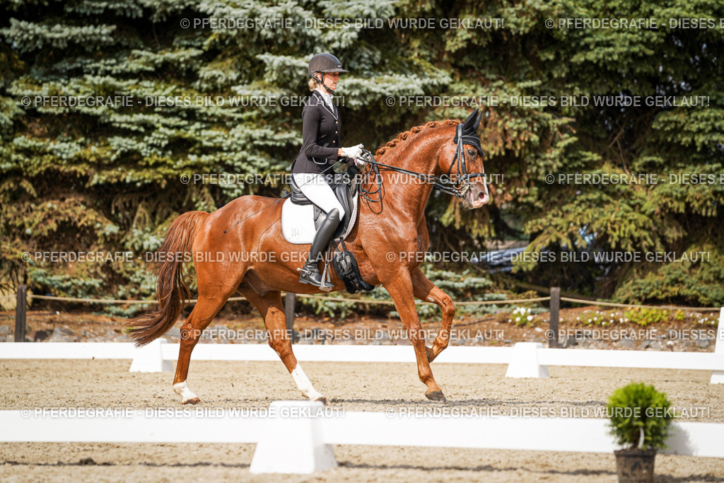 DSC06658 | Pferdegrafie