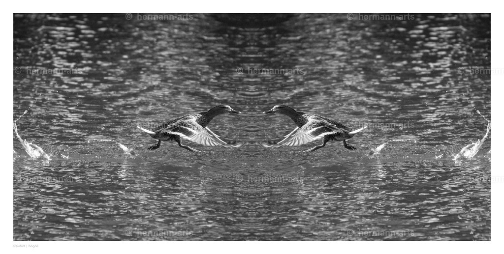 selbstbegegnung_10_03_24_einzeln44 | Photo Foto Kunst Art schwarzweiss Bilder Rheine Münster Berlin Blumen 