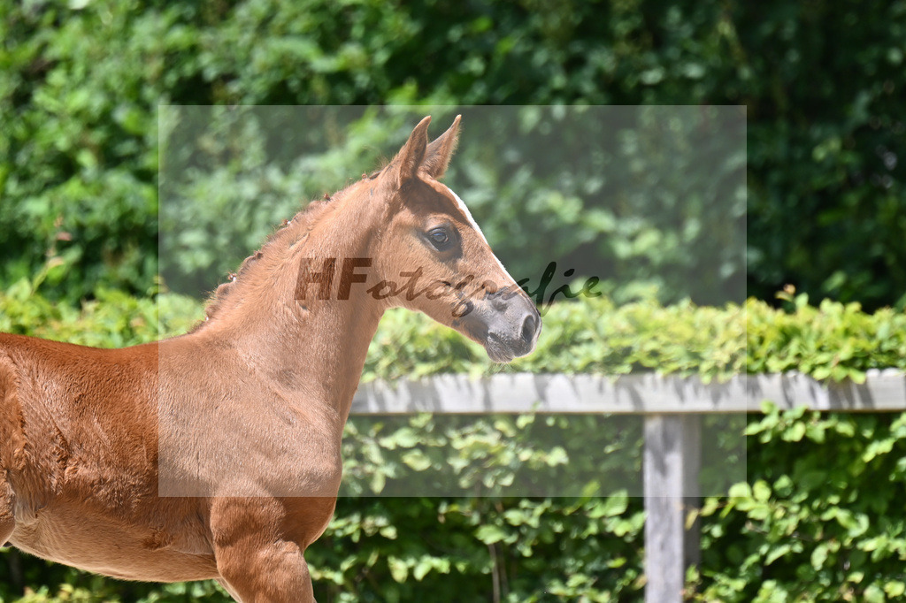 Light Star x Question d Honneur B_SF_Mayer_19240573 | hf-fotografie - Realisiert mit Pictrs.com