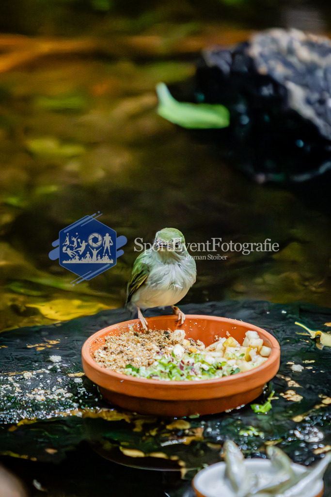 IMG_6762 | SportEventFotografie - Roman Stoiber