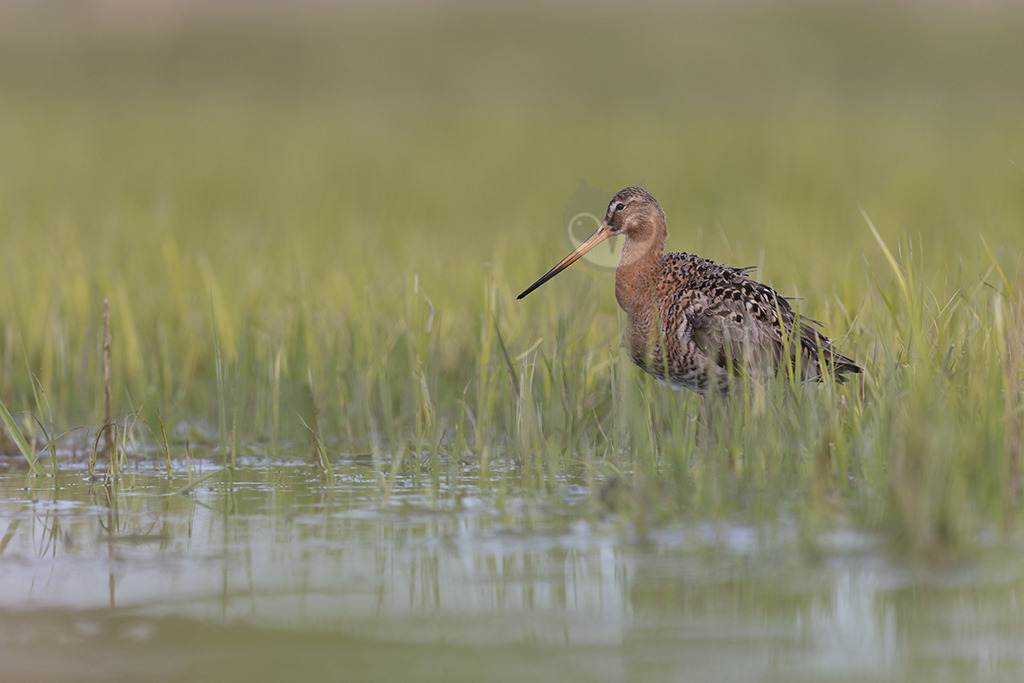 20220412084535 | Die Uferschnepfe (Limosa limosa), im Plattdeutschen auch als Greta bezeichnet, ist eine Vogelart aus der Familie der Schnepfenvögel (Scolopacidae). Uferschnepfen sind Langstreckenzieher und brüten vorwiegend auf Feuchtwiesen. Die Art steht sowohl international auf der Vorwarnliste («potenziell gefährdet») der Roten Liste gefährdeter Arten als auch auf der Roten Liste der Brutvögel Deutschlands. - Realisiert mit Pictrs.com
