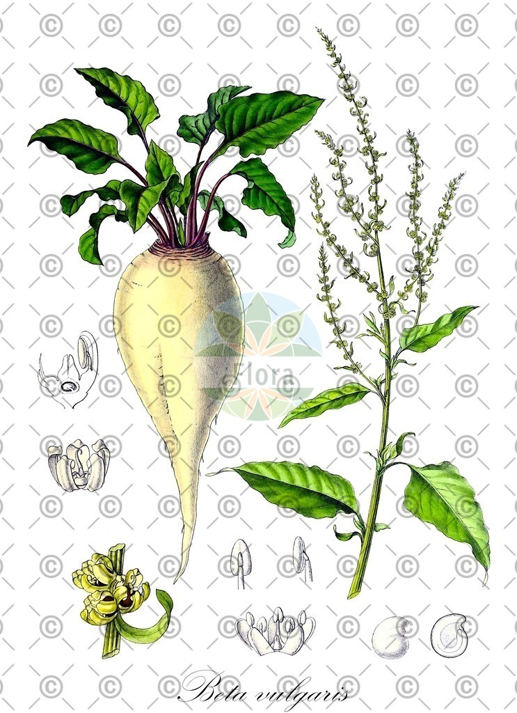 HistAbb_6641_12_FLORAD_SIMPLE | Historische Abbildung von Beta vulgaris - Amaranthaceae (Eigentliche Zuckerrübe;Runkelrübe;Wilde Runkelrübe;Rübe;Wilde Rübe;Rote Rübe;Mangold;Wilde Runkelrübe;Beta-Rübe;Zucker-Rübe;Runkelrübe;Gelbe Beete;Gelbe Rübe;Rote Beete;Rote Rübe;Schnitt Mangold;Beta-Rübe;Rübe;Zucker-Rübe;Futter-Rübe;Runkel-Rübe;Wild-Rübe;Gewöhnliche Rübe;Mangold) | Historical Illustration of Beta vulgaris - Amaranthaceae (sea beet;foliage beet;root beet;beet;spinach chard;swiss cha rd;mangel-wurzel;sugar beet;common beet)