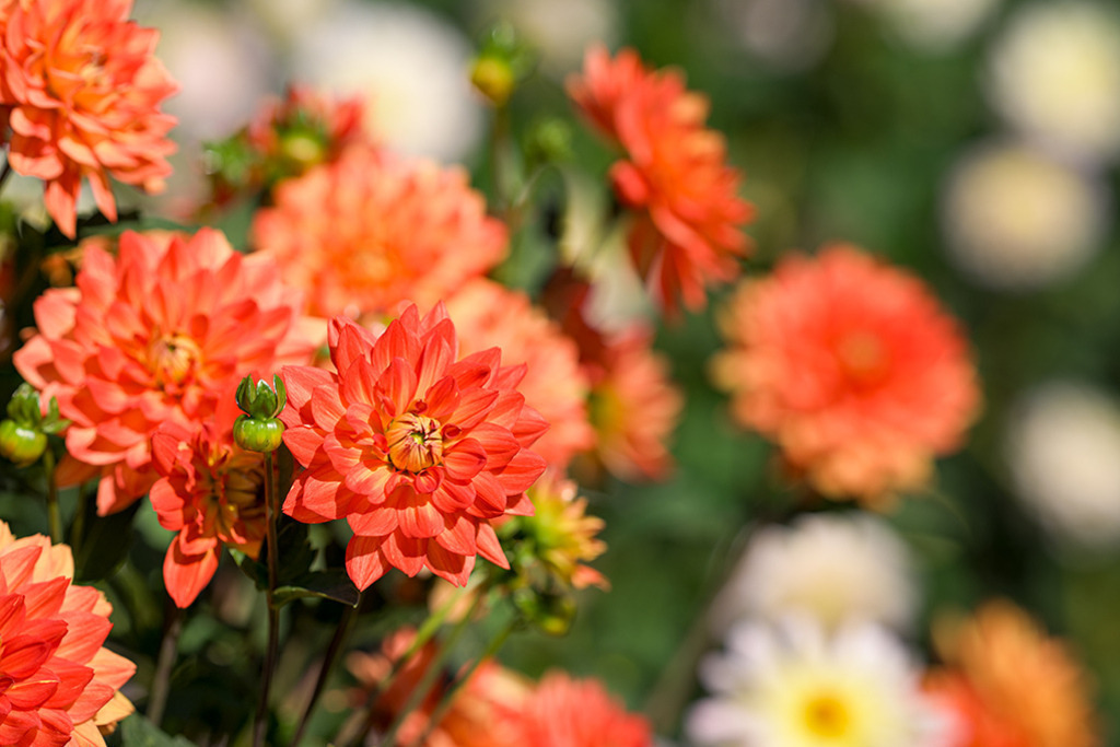 Schmuck Dahlie Karma Fiesta | Sonnenschein in Blütenform, die orangefarbene Schmuck Dahlie „Karma Fiesta“, die hier im Wechselspiel mit weißen Hintergrundblüten umso intensiver leuchtet. — Original-Größe des Bildes: 8256 x 5504 px. - Realisiert mit Pictrs.com