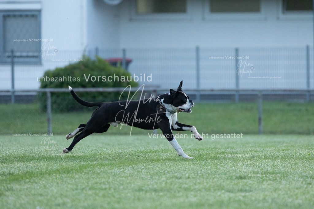 _16A5734 | Einzigartige Fotos von Hunden & Menschen –Actionfotos, Portraits, Vereinsaufnahmen & Paarshootings – authentisch, lebendig & mit Herz.
