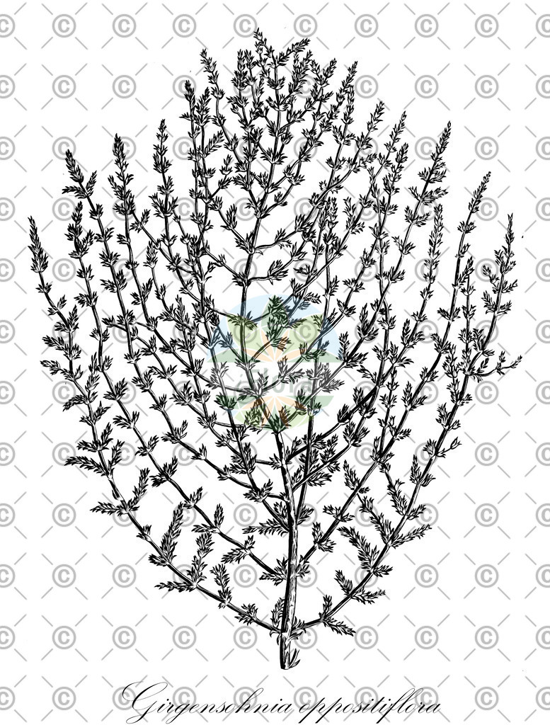 HistAbb_wfo-0000703444_1_ENZY_Simple | Historische Abbildung von Girgensohnia oppositiflora - Amaranthaceae | Historical Illustration of Girgensohnia oppositiflora - Amaranthaceae