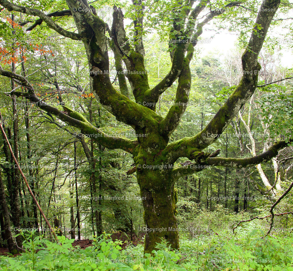 Uralte bemooste Buche WB-017 | Wald, Ruhe, Erholung, Abschalten, relaxen, Augenoasen, Kraft tanken, Waldbaden, Stress reduzieren, Bäume, Kirschblüten, Frühlingswald, Sonne im Wald, Licht im Wald, Herbstwald, Waldwege, Gebirgswald, Wasser im Wald, Felsen im Wald, - Realisiert mit Pictrs.com