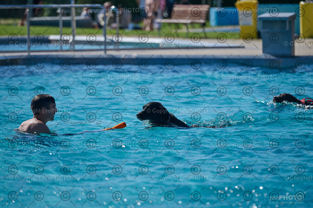 137_202509_4Hundebadetag_NZ9_2554 | proPHOTO - Realisiert mit Pictrs.com