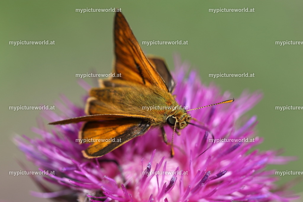 Ochlodes sylvanus-010 | Das Bilderarchiv über Tiere, Planzen und Landschaften. In der Bilddatenbank finden Sie ein große Auswahl an hochwertigen Bilder für Ihre Werbung - Realisiert mit Pictrs.com