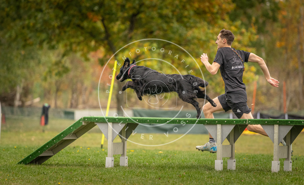 Pfotenfotografie_DV3A7691 | Hundefotografie, Tierfotograf, Pfotenfotografie, Fotoshooting Hund, Hunde Portrait, Hundesport, Hundeportraits, Heideshooting, Hunde, Sportfotograf, Hundefotograf, Turnierhundsport, THS,  - Realisiert mit Pictrs.com