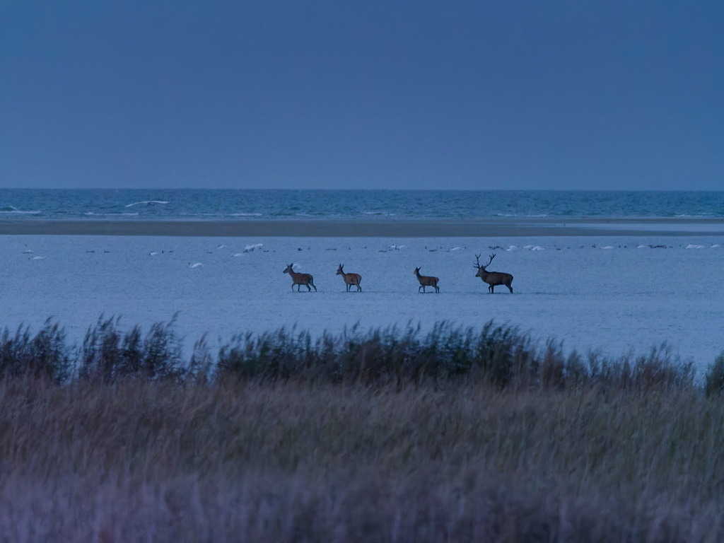 Damwild an der Ostsee | Dammwild zieht am frühen Morgen duch die Ostsee. - Realisiert mit Pictrs.com