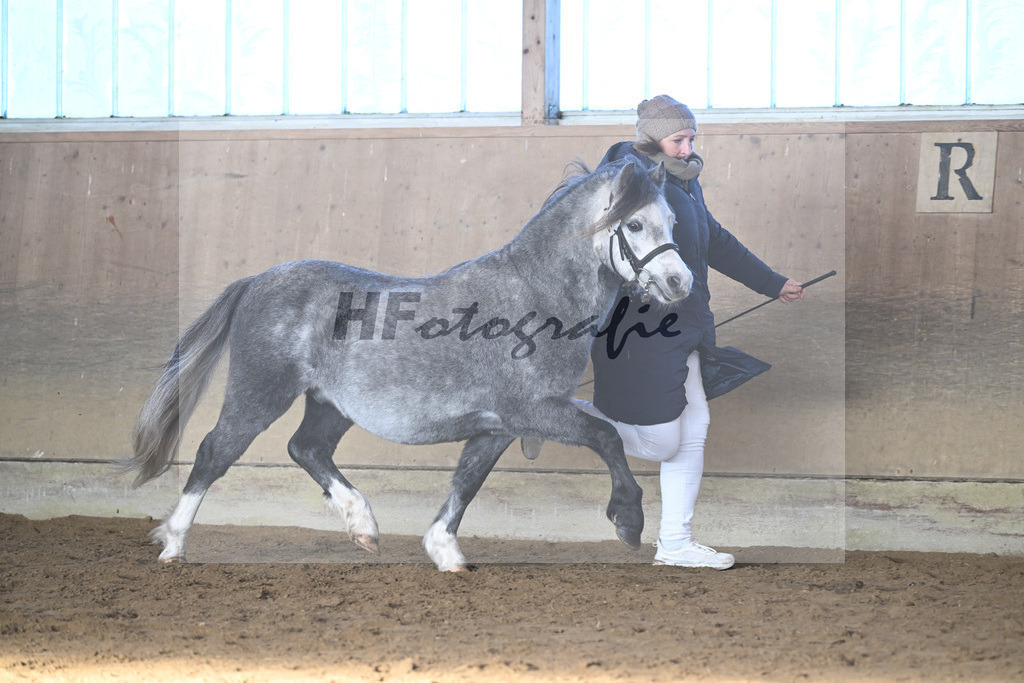 Kat-Nr. 17 Linderich Trudolfo v. Voermanhof Nicolas_ZG Seitle u Necker_49250724 | hf-fotografie - Realisiert mit Pictrs.com