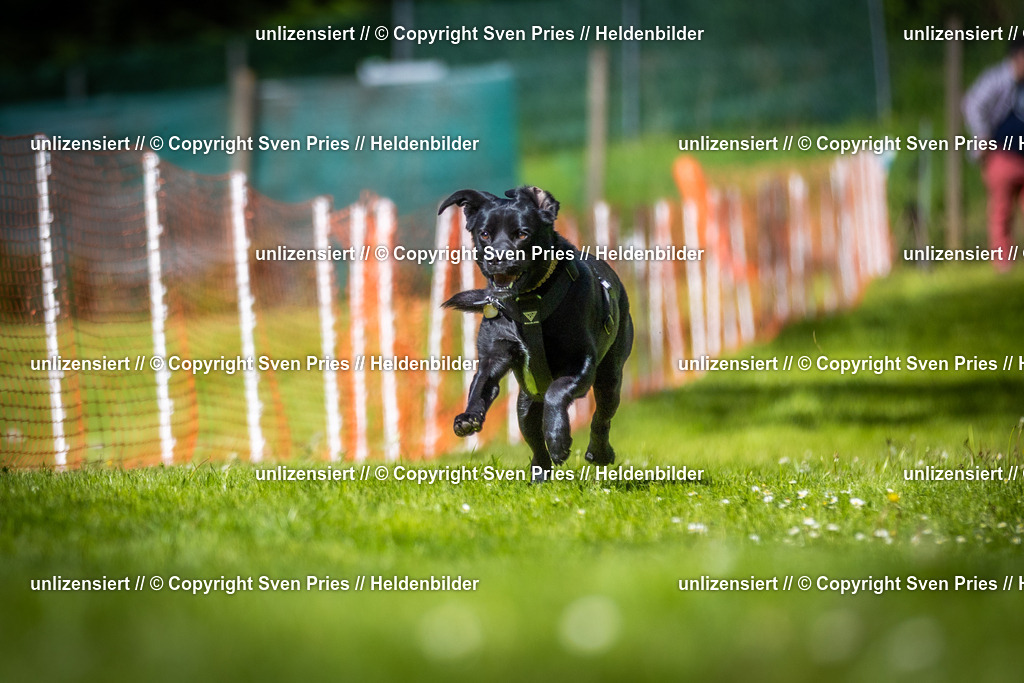 Hunderennen_April_2026_733 | 2026-04-26 - Hunderennen Baden-Oos April 2026 - Realisiert mit Pictrs.com