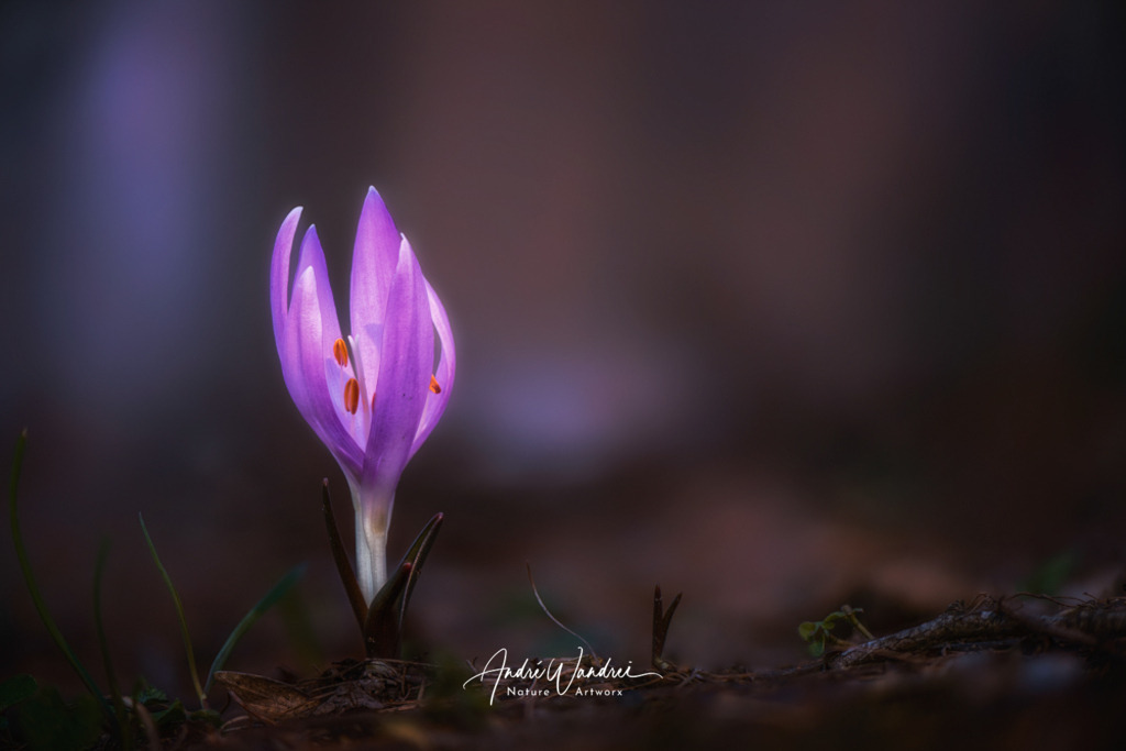 Lichtblume (7) | Andre Wandrei - Nature Artworx - Realisiert mit Pictrs.com