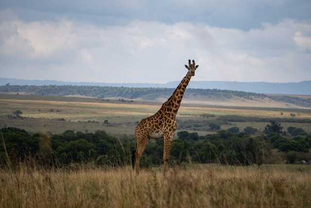 Giraffe in der Masai Mara_ Kenia | Atemberaubende Reisefotografie gepaart mit modernen Inspirationen für persönliche Perspektivwechsel. Für alle Reisenden mit Drang nach Abenteuer und Freiheit. Ideal als Geschenkidee - Realisiert mit Pictrs.com
