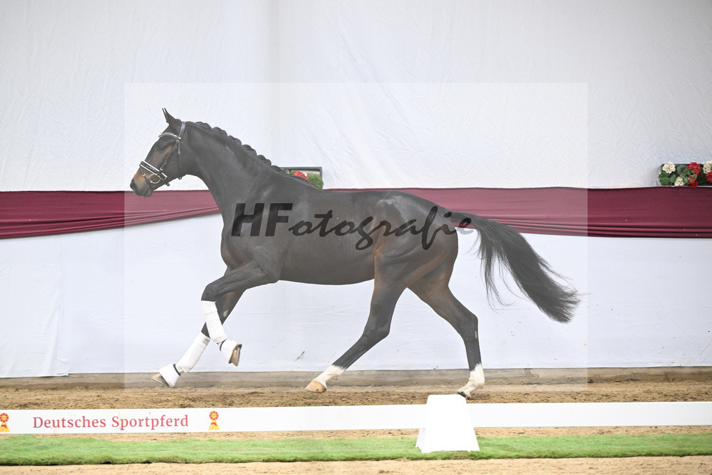 Kat-Nr. 127 Fair Deal x Sir Donnerhall I_Dr. Sarah Brendl_47254231 | hf-fotografie - Realisiert mit Pictrs.com