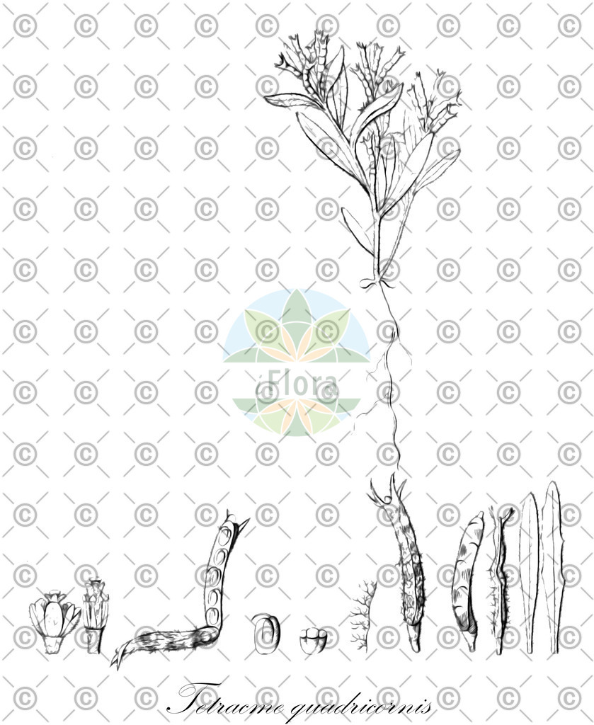 HistAbb_wfo-0000321565_1_ENZY_Simple | Historische Abbildung von Tetracme quadricornis - Brassicaceae | Historical Illustration of Tetracme quadricornis - Brassicaceae