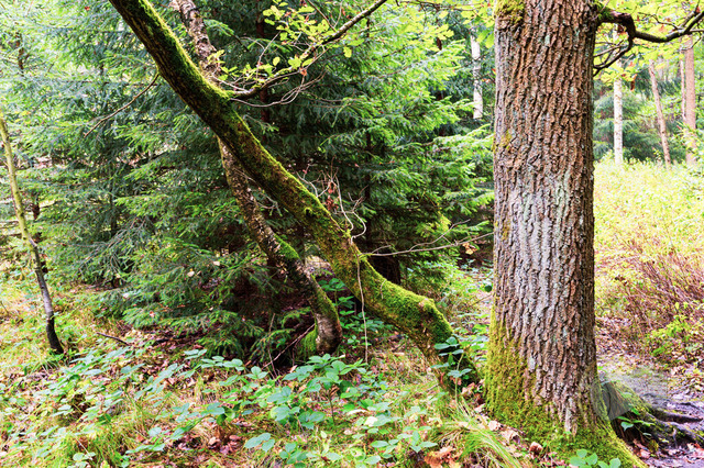 DSC_2979-10 | Shop für Prints Landschaftsfotografie Sächsische Schweiz Naturfotografie in Thüringen Fotos vom Findlingspark Nochten Kloster Sankt Marienstern Bilder Festung Königstein PanoramaRhododendronpark Kromlau FotogalerSchleswig-Holstein Küstenlandschaften