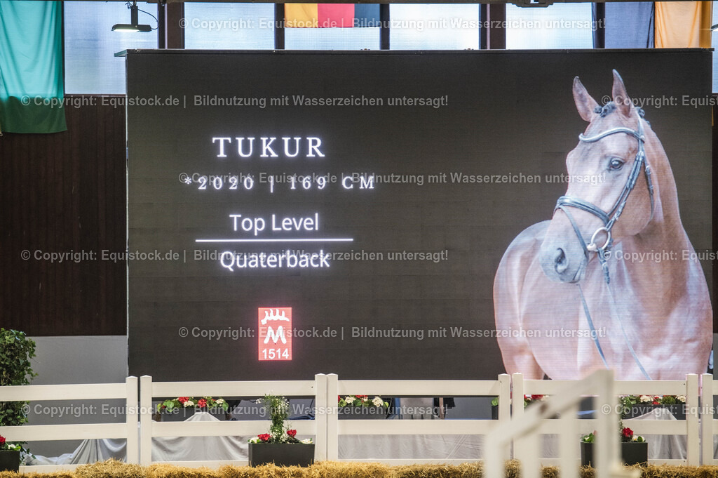 20240302_Hengstvorstellung_Marbach_TOMsPiC_0119-2 | equistock