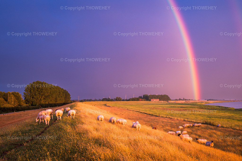 _1041634 | thowehey - Realisiert mit Pictrs.com