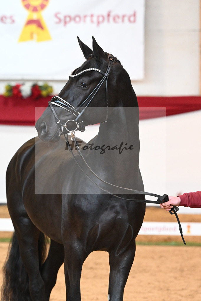 Kat-Nr. 33 Glamourdale x Vitalis_Beckmann_43230993 | hf-fotografie - Realisiert mit Pictrs.com