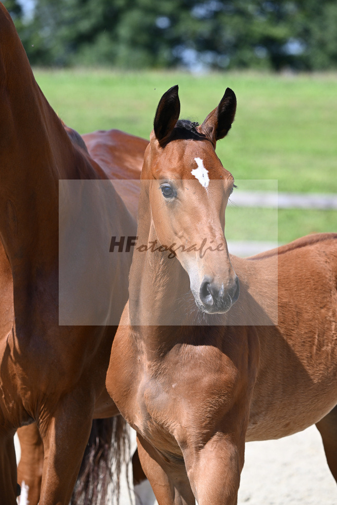 Kat-Nr. 11 HF Van Cordoba x Rotgold_Bauer_28230187 | hf-fotografie - Realizzato con Pictrs.com
