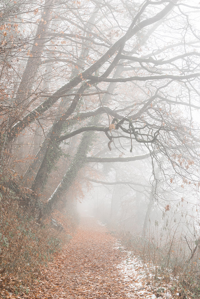 Waldweg in den Nebel | im Winter. - Realisiert mit Pictrs.com
