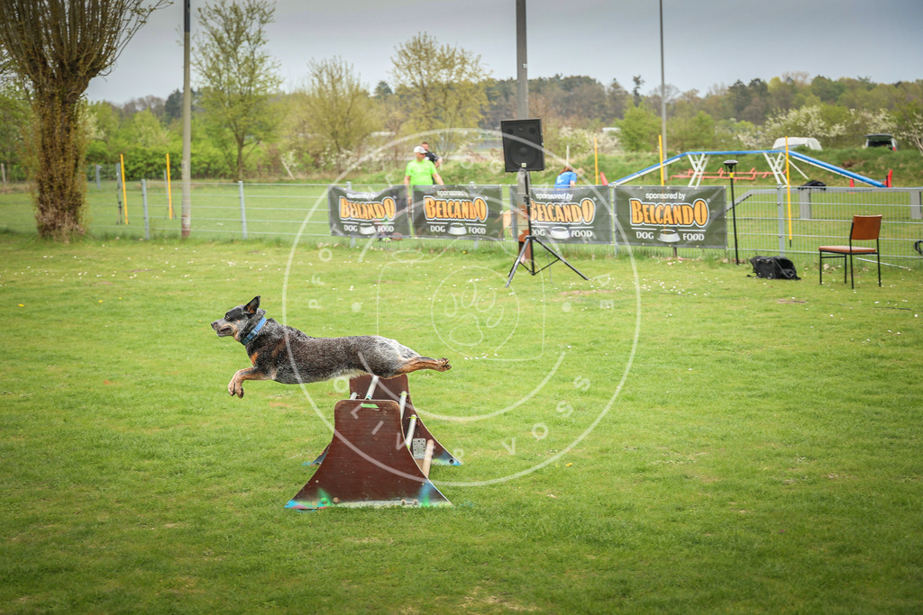 Pfotenfotografie_0L8A9899 | Hundefotografie, Tierfotograf, Pfotenfotografie, Fotoshooting Hund, Hunde Portrait, Hundesport, Hundeportraits, Heideshooting, Hunde, Sportfotograf, Hundefotograf, Turnierhundsport, THS,  - Realisiert mit Pictrs.com