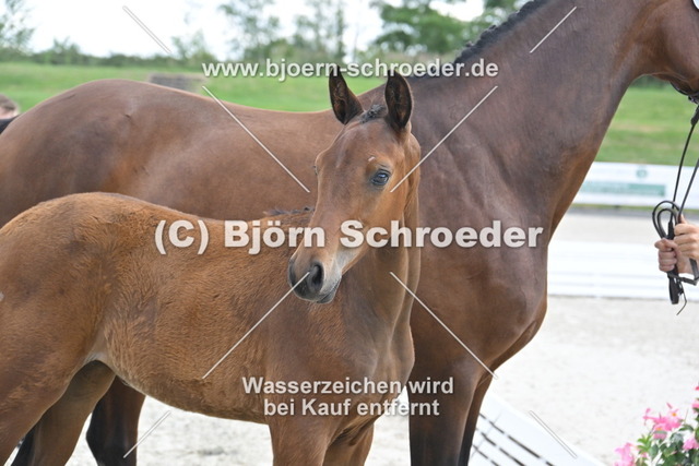 29_Van Vermeer - Vilancio_935_2094 | Björn Schroeder Pferdefotografie
