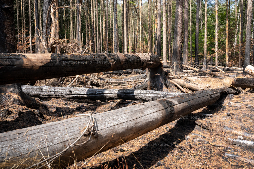 Fremdenweg_nahe_Katzenstein_Waldbrand_Baumstamm_Laub | 2022-08-30_Waldbrandgebiete_1 - Realisiert mit Pictrs.com