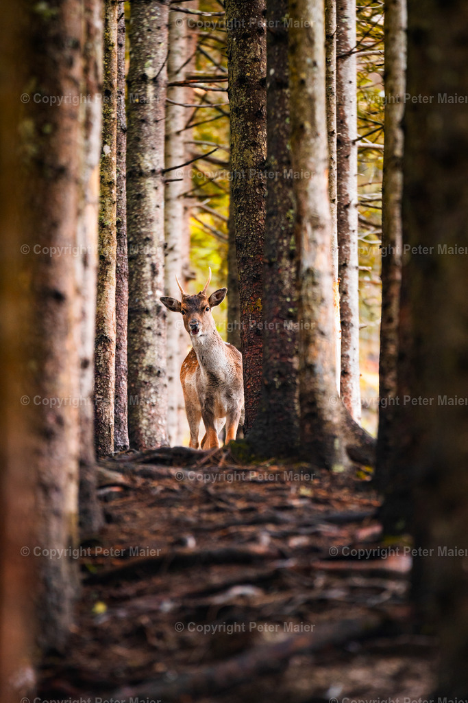 Sonnenalm-15 | piet_flosse