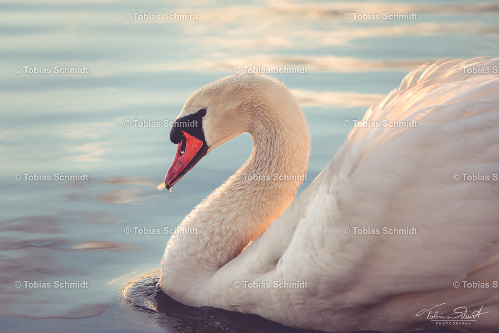 Fehmarn__DSC3765 | Fotoprodukte, Kalender und Wanddeko direkt vom Fotografen auf Fehmarn. Ob Wandbild auf Alu-Dibond, hinter Acrylglas oder auf Leinwand – hier können Sie Ihr Lieblingsbild kaufen. - Realisiert mit Pictrs.com